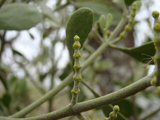 mistletoe on branch