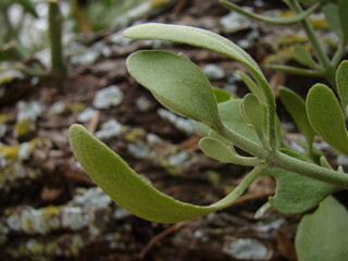 mistletoe on branch