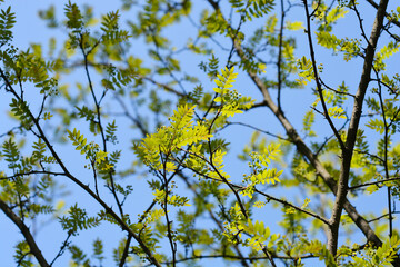 Fototapeta premium Japanese pepper tree