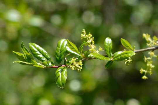 Japanese Orixa