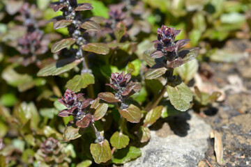 Bugle Multicolor
