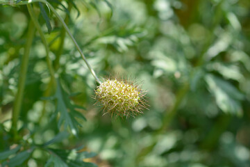 Pincushion flower Magic Night