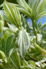 Variegated Wandering Jew