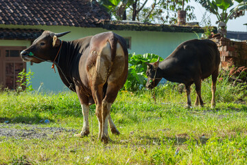 Bali cattle "boss sondaicus" in the field before being slaughtered on Eid al-Adha