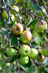 apples hanging in apple tree in garden Kumla Sweden