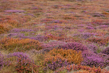 camaieu de bruyère violette