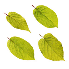 Set of four actinidia kolomikta green leaves isolated transparent png