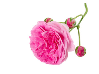 Pink antique rose with buds isolated transparent png