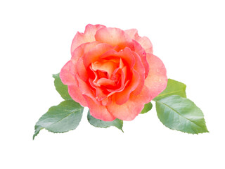 Orange rose with leaves isolated transparent png