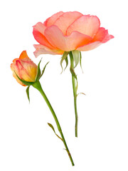 Orange rose and bud isolated transparent png