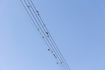 oiseaux sur fils électriques tel une partition de musique © Sophie Animes