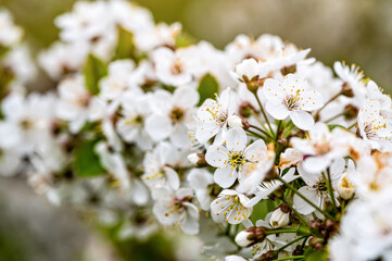 cherry blossom in the garden, white flowers bloom in the trees, soft focus, closeup