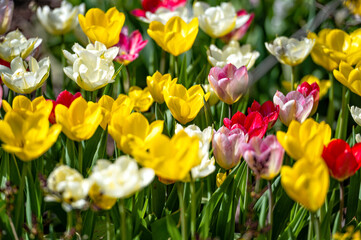 Closeup of tulips blooming on a nature background. with copy space