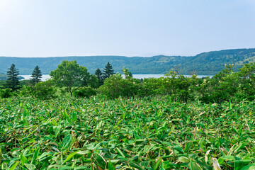 natural landscape of Kunashir island, view of the Golovnin volcano caldera with hot lake thickets of sasa bamboo and dwarf threes