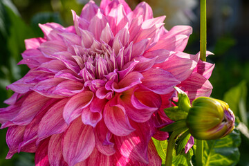 Cafe Au Lait Royal Dahlia. Beautiful large dinnerplate dahlia flower head. Ornamental cutting...