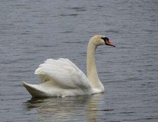 white swan on the lake