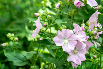 Obraz premium Blooming musk mallow grows on a flowerbed in the garden closeup. Pink hollyhock in the park on the lawn outdoors