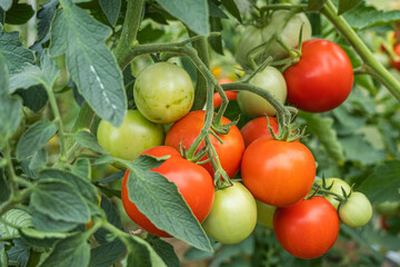 organic tomatoes grown on a natural farm. a plantation of hand-grown tomatoes. vegetables for a healthy diet. a sunny greenhouse with natural red tomatoes in the village.  tomato plant ripens 