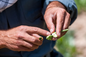 Opium poppy flowers in hands of police officers destroying poppy fields near Faizabad city in Afghanistan