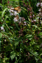 Brown butterfly on the purple blooms of a mint plant.