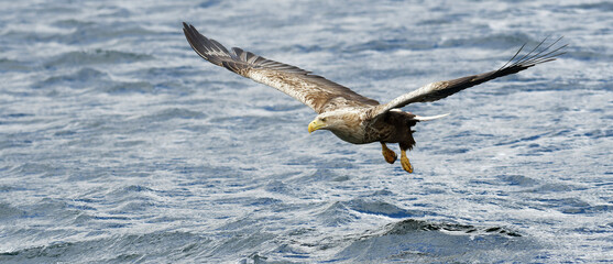 White-tailed eagle on the Isle of Mull, Scotland