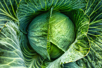 Obraz premium Fresh green cabbage on the bed. Vegetarian food.