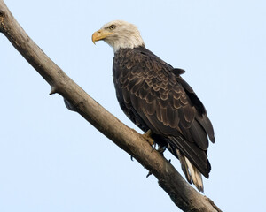 A fierce looking adult Bald Eagle perched on a branch.