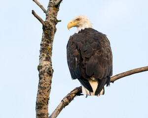 An adult Bald Eagle perched on a branch, showing the nicely detailed feathers of its back.