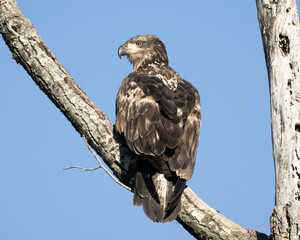 A nicely patterned juvenile Bald Eagle perched on a branch.
