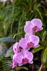 orchidée rose dans la nature