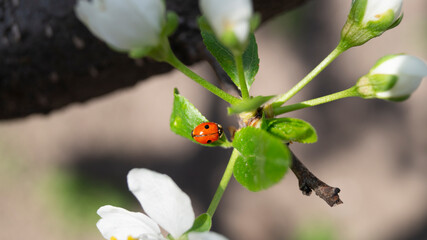 Obraz na płótnie Canvas ladybird on a flower