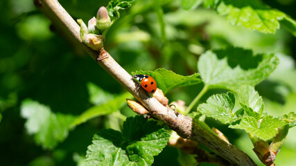 ladybug on a leaf © Andrew