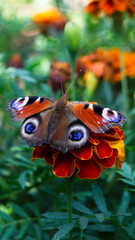Fototapeta premium butterfly on flower