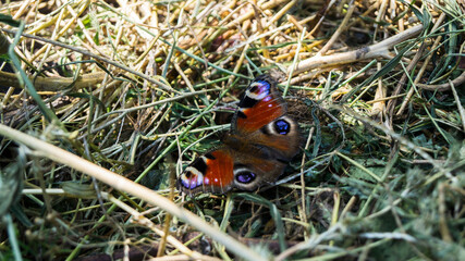 butterfly on the grass
