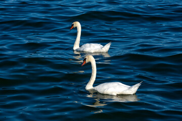 Pair of White Swans Floating on Lake Ontario, Canada