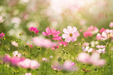 輝くコスモス畑 © tomiyama