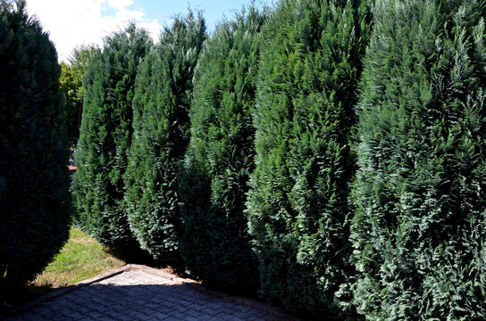 a blue-gray hedge of evergreen shrubs in a row by a concrete sidewalk