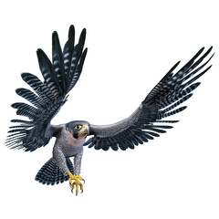 3D Rendering Falcon Bird on White