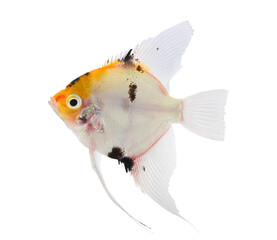 Freshwater Angelfish on white background. - obrazy, fototapety, plakaty