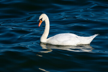 Single White Swan Floating on Lake Ontario, Canada