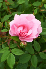 Pink canadian rose variety John Davis flowering in the garden.