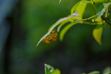 東京赤坂氷川神社の蝉の抜け殻