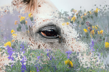 White horse and wild flowers. Horse allergies concept