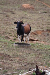 Rio de Janeiro, Navios 