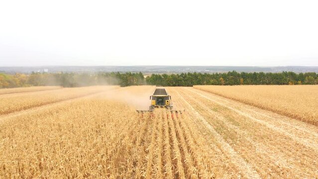 Aerial of harvester gathering corn crop in farmland. Flying over combine working on farm during harvesting. Beautiful countryside landscape with large field at background. Top view