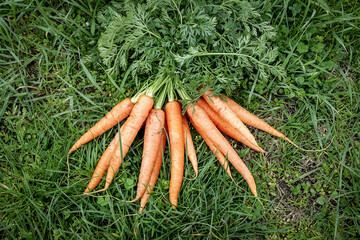 Closeup of fresh and ripe carrots with green tails on a green grass background