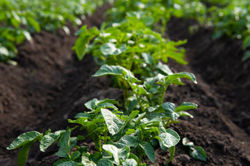 Young potato plant in the field,organic farm.