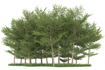 Forest on transparent background. 3d rendering - illustration