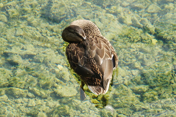 A sleeping duck on the lake in Austrian lakes