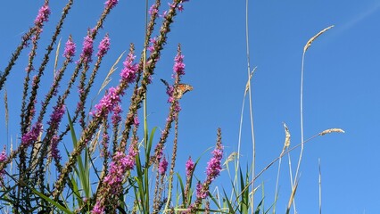 Monarch butterfly and bees in flora 